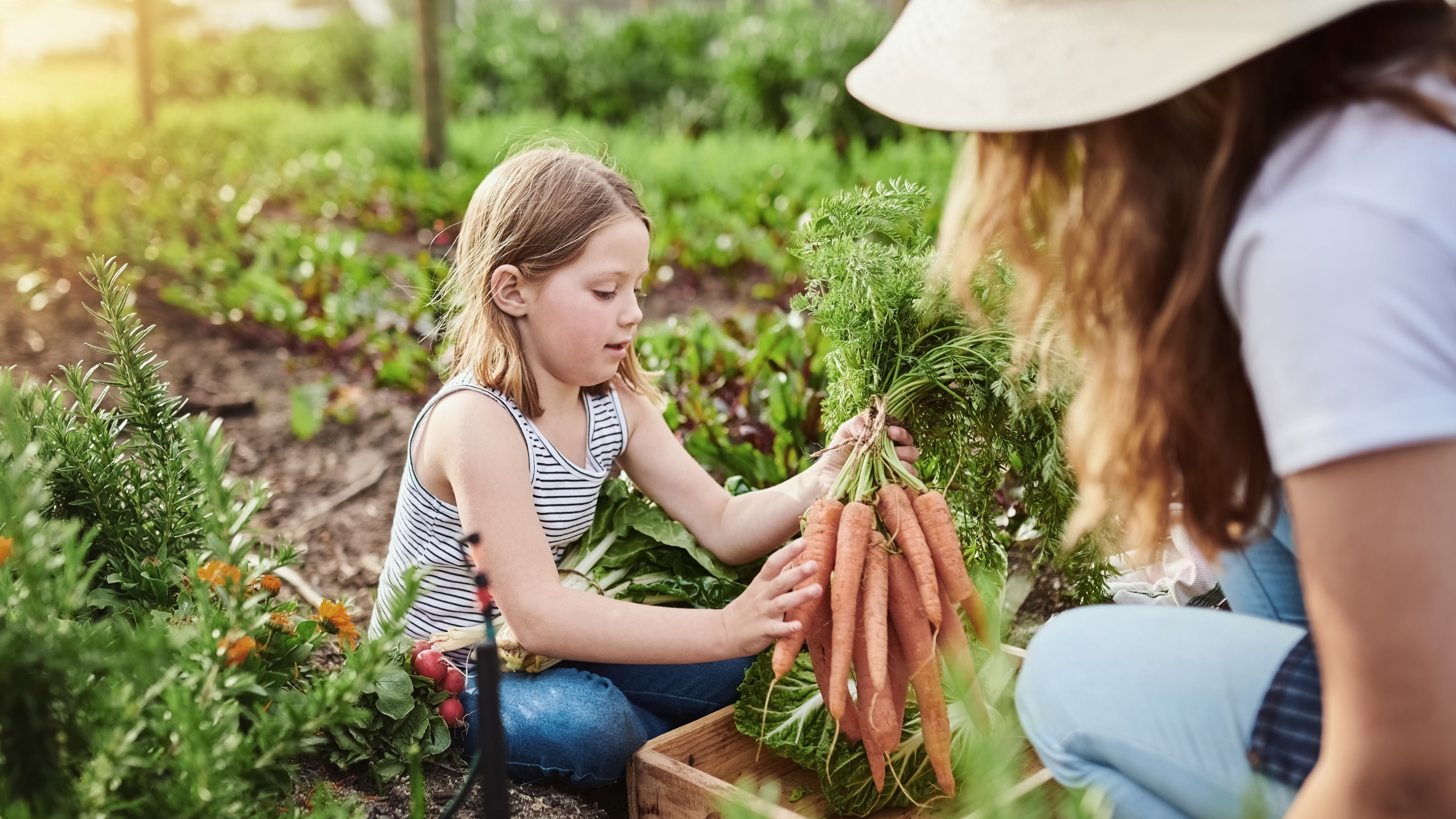 Kind und Mutter ernten Karotten