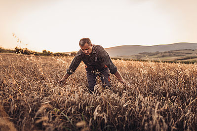 Mann spaziert durch ein Weizenfeld